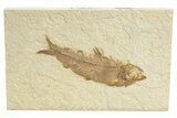 Detailed Fossil Fish (Knightia) - Wyoming #318553-1